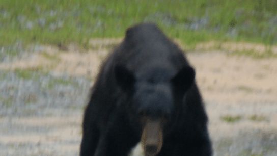 BabyBearCominAtUs BabyBearCominAtUs