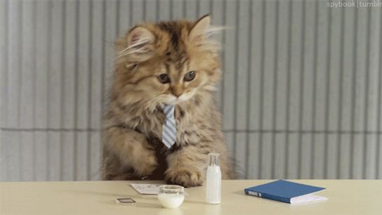 Would you write a letter to a cat to win a recruiting battle? One coach did (recruiting)