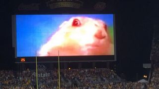 Minnesota used a YouTube clip with 44 million views to distract TCU's kicker (Dramatic Chipmunk)