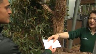 Scholarship Alert: Hawaii took players to the zoo and a zoo keeper surprised a walk-on with a scholarship (Featured)