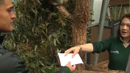 Scholarship Alert: Hawaii took players to the zoo and a zoo keeper surprised a walk-on with a scholarship (Featured)