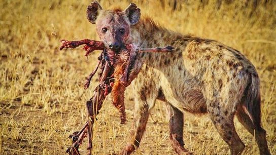 A first-year NFL assistant was referred to as a "little hyena" by his head coach this week (Featured)