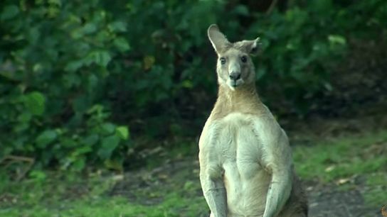 Tuesday's Five O'Clock Shadow (five o'clock shadow)