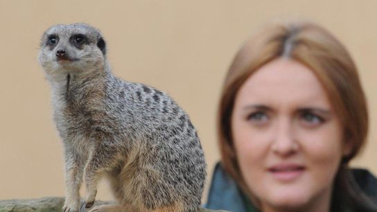 Five O'Clock Shadow - Meerkat, monkey and llama edition (Top)