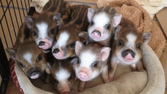 Tuesday's Five O'Clock Shadow (five o'clock shadow)